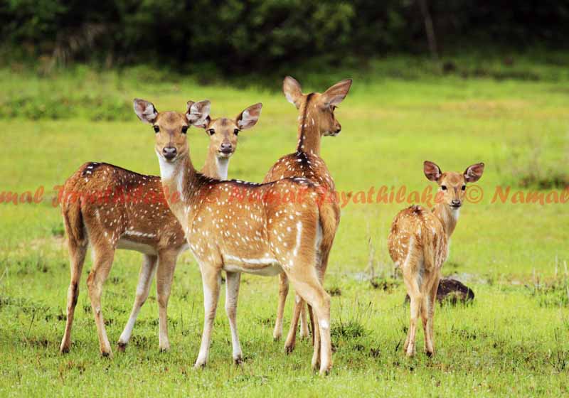 Sri Lankan Axis Deer